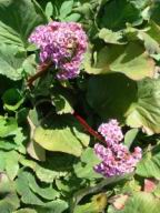 Resize of DSC01990.JPG